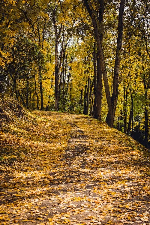 Camino tranquilo entre árboles, símbolo de acompañamiento